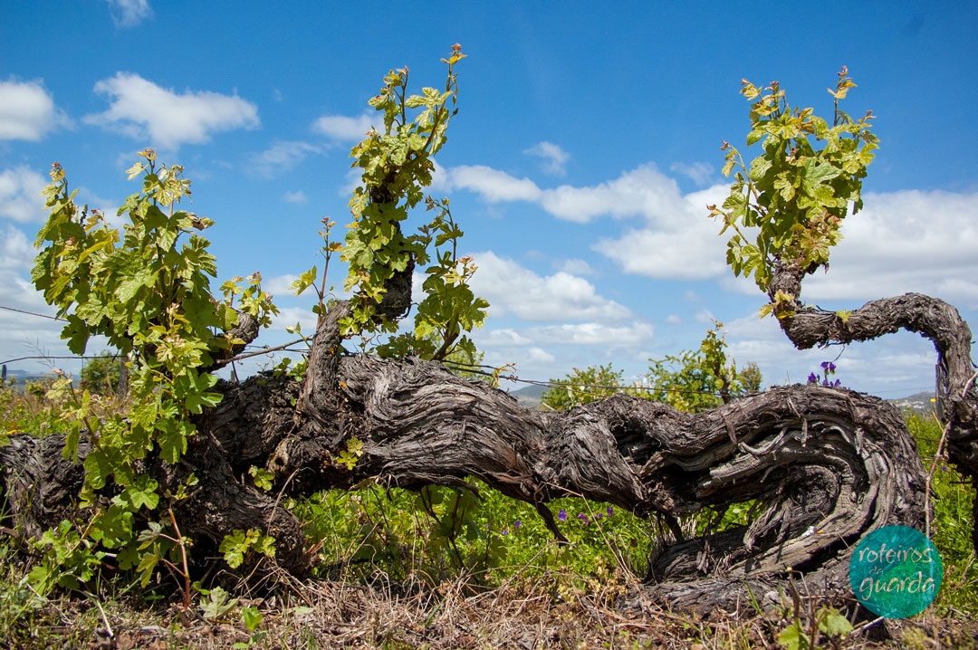 roteiros_da_guarda-produtos-regionais-vinhos-do-douro-superior