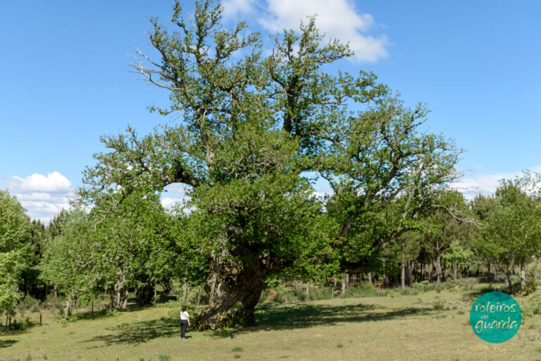 Castanheiro Gigante
