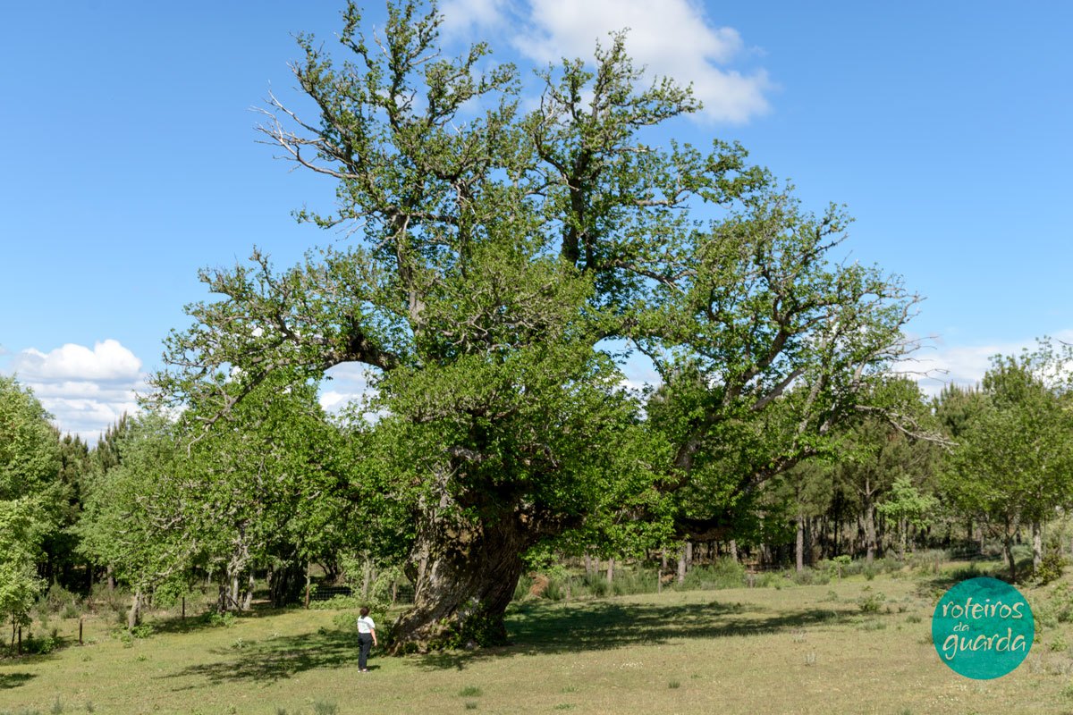 Castanheiro Gigante