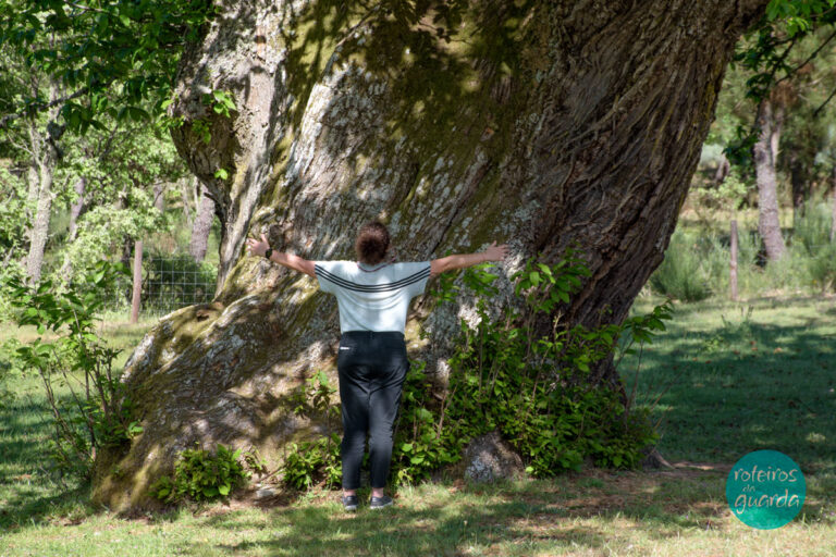 Castanheiro Gigante